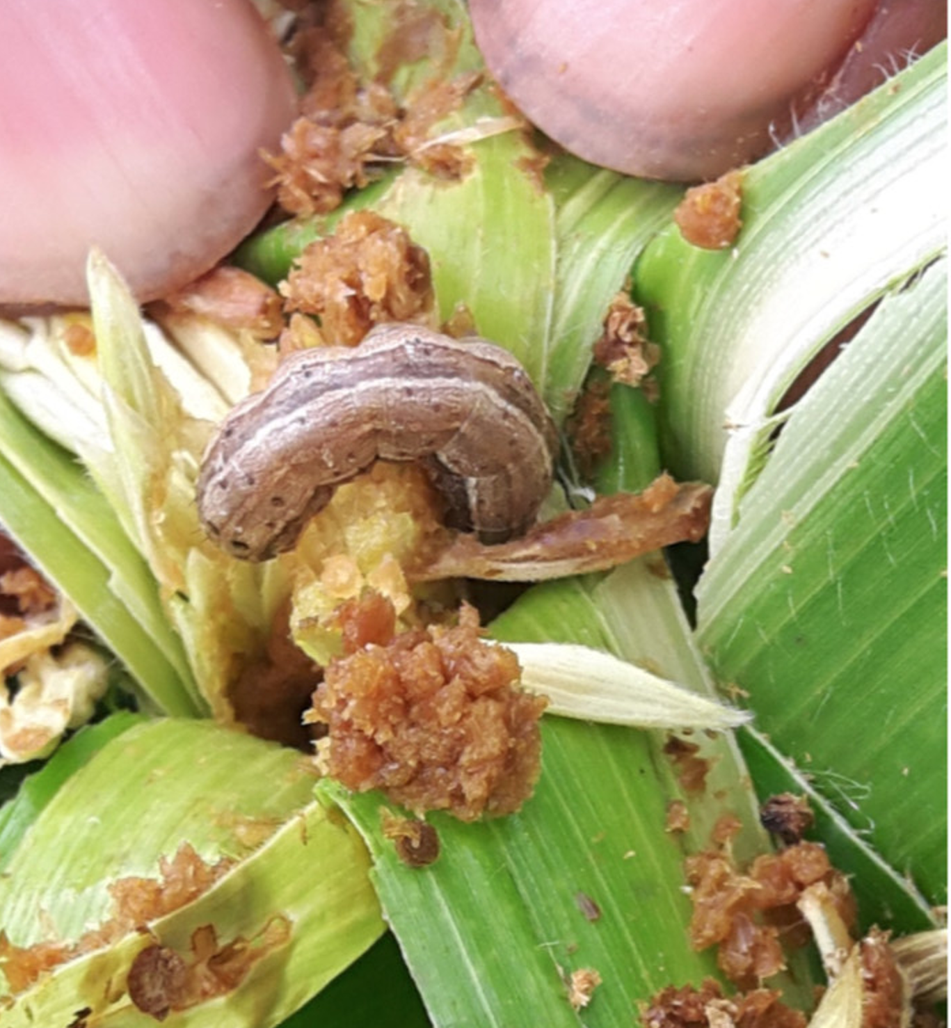 Case Study Image